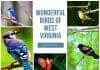 Birds of West Virginia