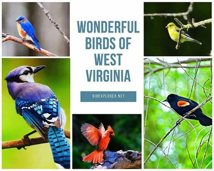 Birds of West Virginia Birds of West Virginia