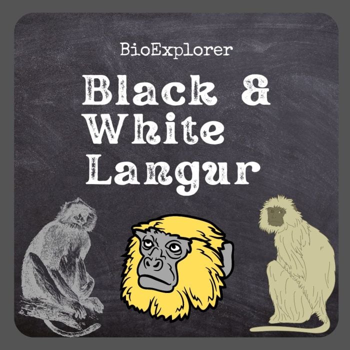 Black and White Langur