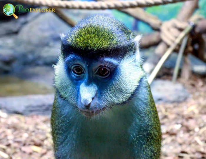 Black-Cheeked White-Nosed Monkey Black-Cheeked White-Nosed Monkey