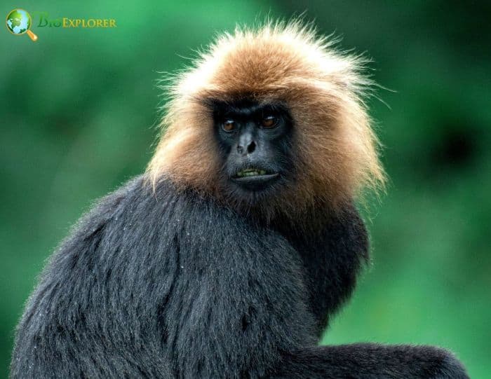 Black Leaf Monkey