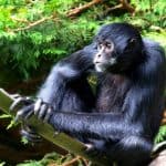 334 Types of Monkeys | Old-World Monkeys & New-World Monkeys