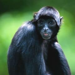 black spider monkey black spider monkey