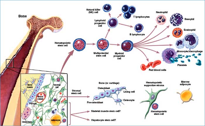 Blood Cell Types Blood Cell Types