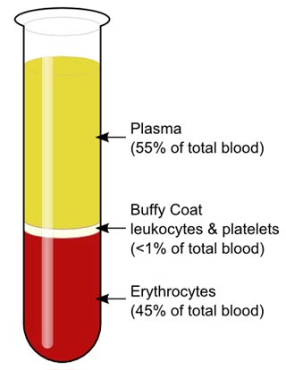 Blood Plasma Blood Plasma