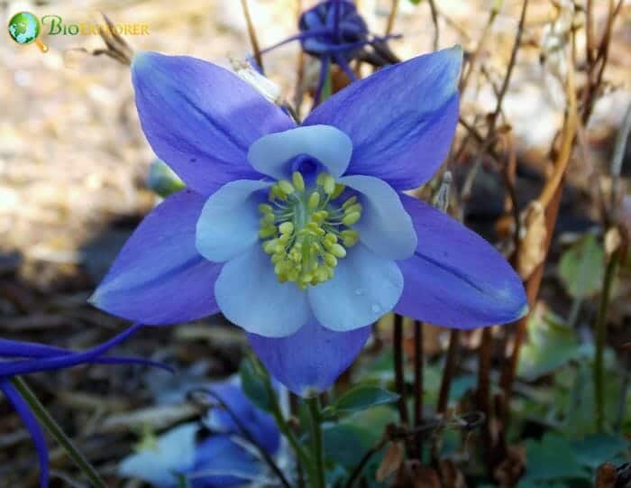 Blue Columbine Flowers