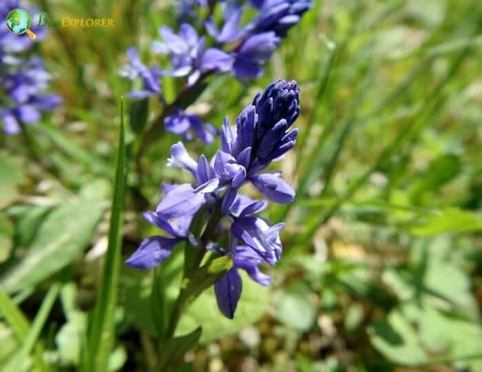 Blue Milkwort Flowers