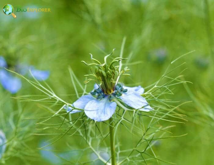 Blue Nigella Flower