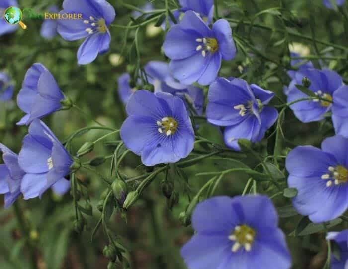 Blue Perennial Flax Flowers