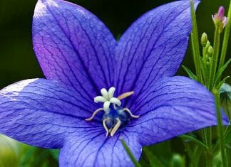 Top 50+ BEST Purple Flowers (Small/Tall) | Pretty Purple Flowers