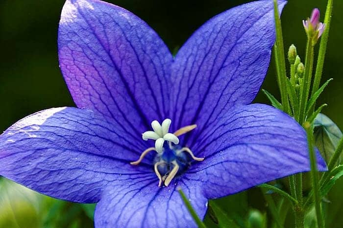 Blue Balloon Flower