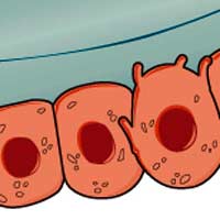 Bone Cells