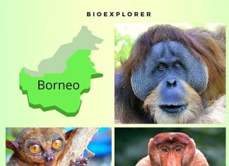 Borneo Monkeys