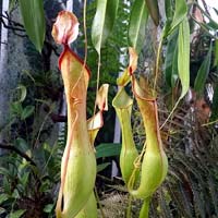 botanist plant evolution botanist plant evolution