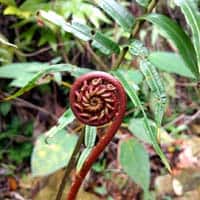botanist plant physiology botanist plant physiology