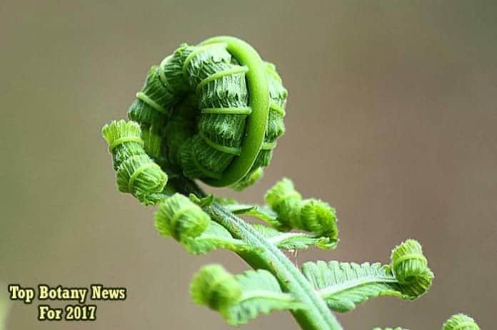 Botany News In 2017 Botany News In 2017