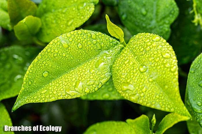 Branches of Ecology Branches of Ecology