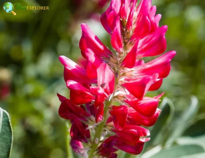 Bright Red Hedysarum Flowers