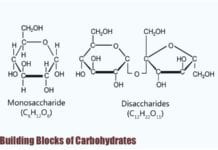 Building Blocks of Carbohydrates