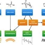 Building Blocks of Lipids