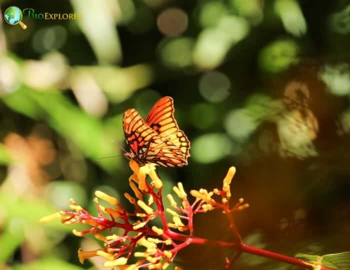 Butterfly On Mistletoe Flowers