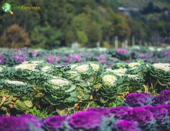 Cabbage Flowers Cabbage Flowers