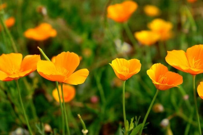 California Poppy Flowers California Poppy Flowers