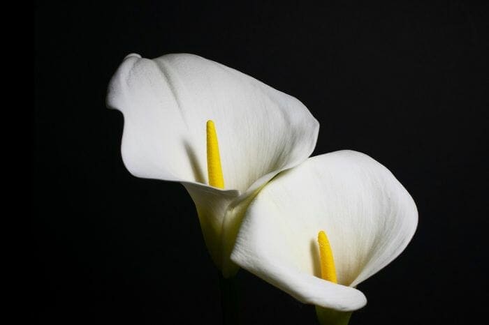 Calla Lily Flower