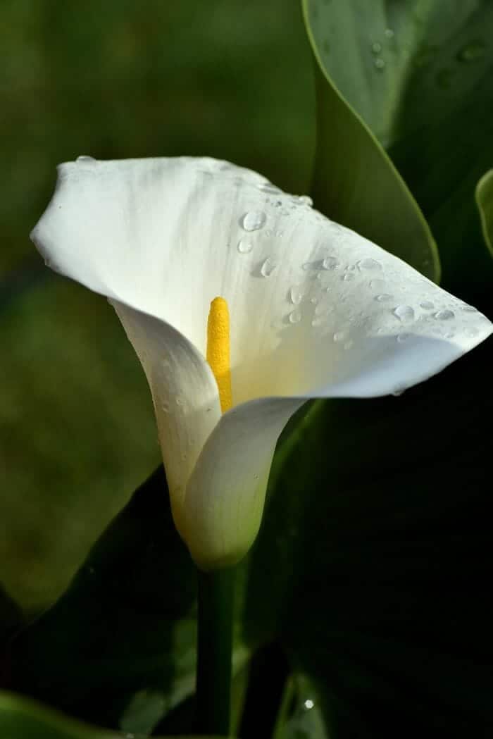 Calla Lily Flower