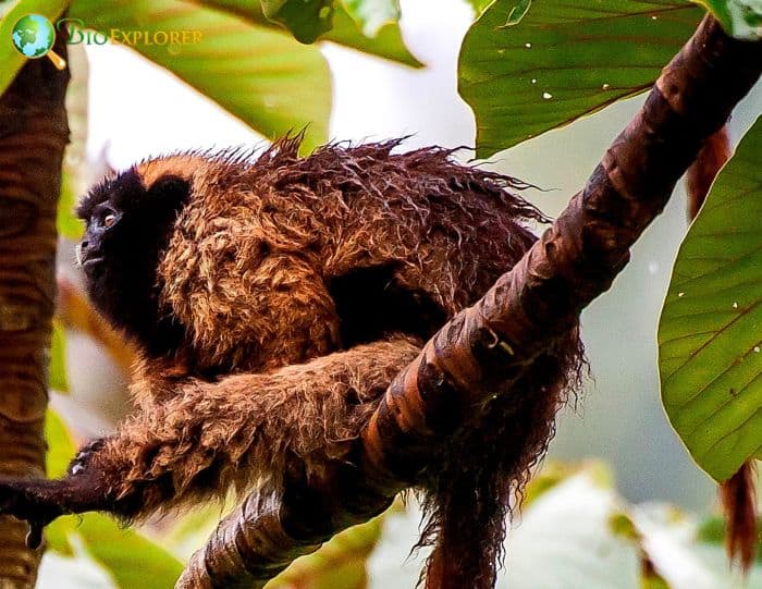 Callicebus Personatus Callicebus Personatus