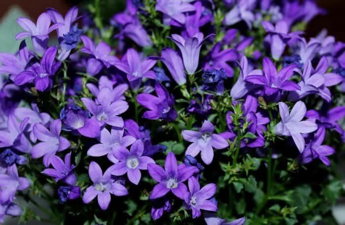 Campanula Flowers