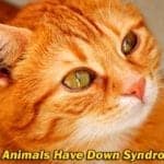 Can Animals Have Down Syndrome?