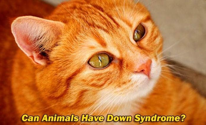 Can Animals Have Down Syndrome? Can Animals Have Down Syndrome?