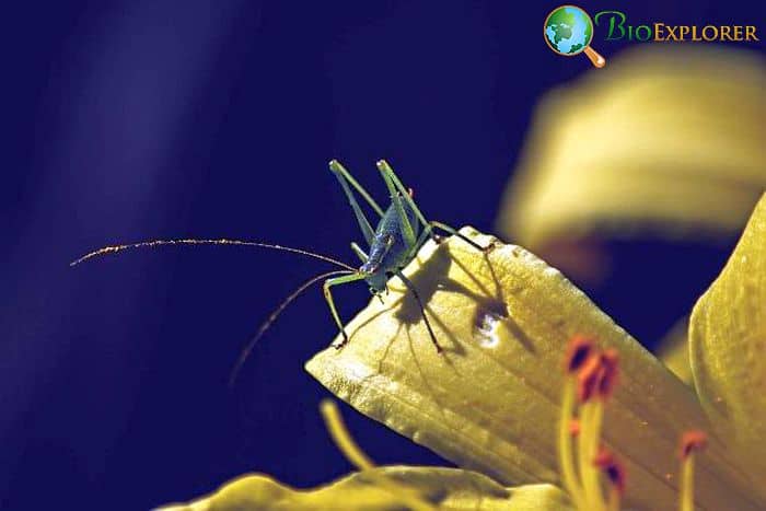 Can Crickets Eat Apples? Can Crickets Eat Apples?