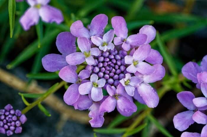 Candytuft Flower