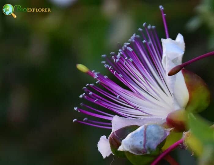 Capers Flowers Capers Flowers