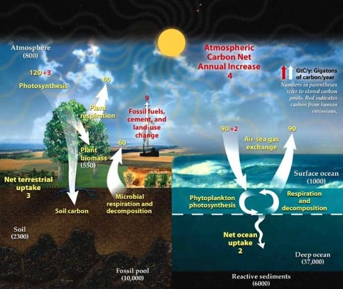 Carbon Cycle Steps Carbon Cycle Steps