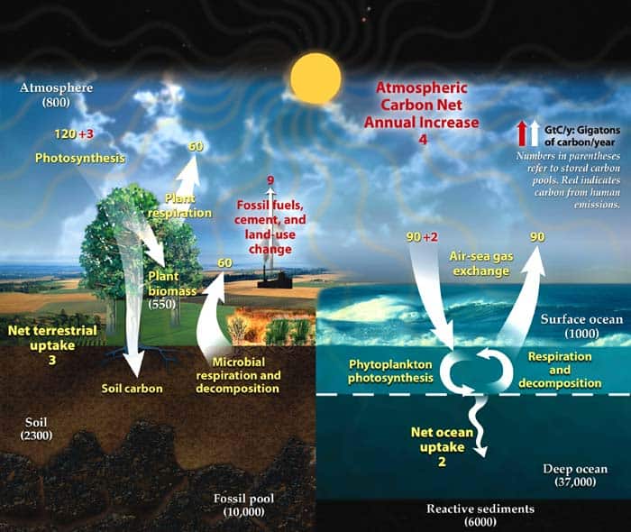 stages of the carbon cycle
