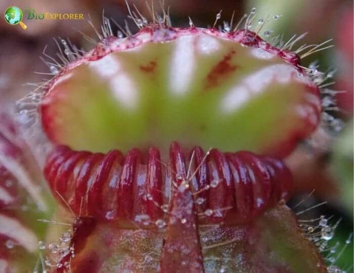 Carnivorous Pitcher Plant