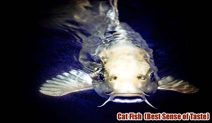 Top 11 Animals With Best Sensors (See, Hear, Smell, Taste & Feel) Top 11 Animals With Best Sensors (See, Hear, Smell, Taste & Feel)