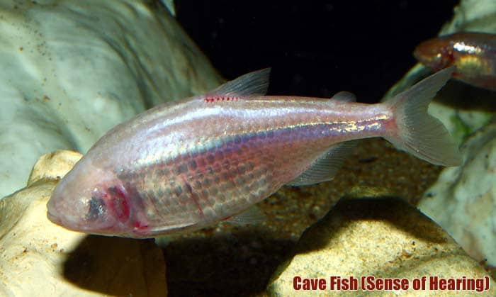Top 11 Animals With Best Sensors (See, Hear, Smell, Taste & Feel) Top 11 Animals With Best Sensors (See, Hear, Smell, Taste & Feel)