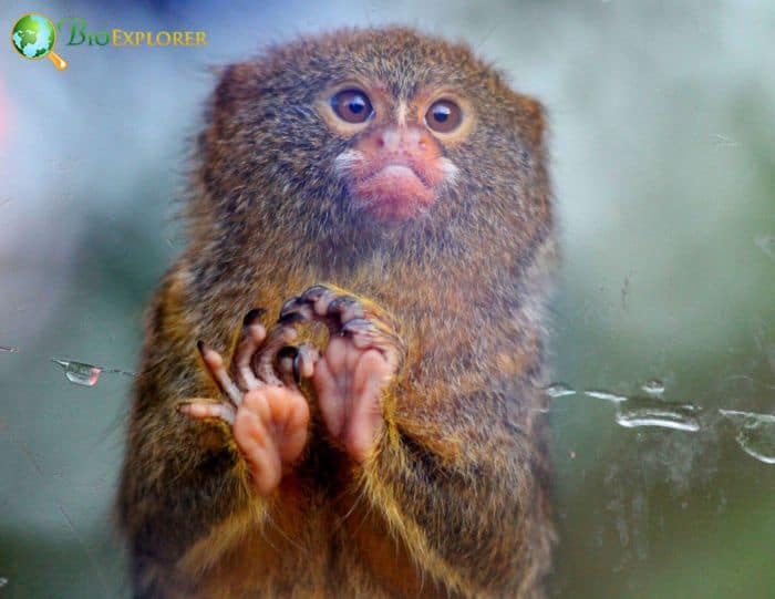 Cebuella Niveiventris Cebuella Niveiventris