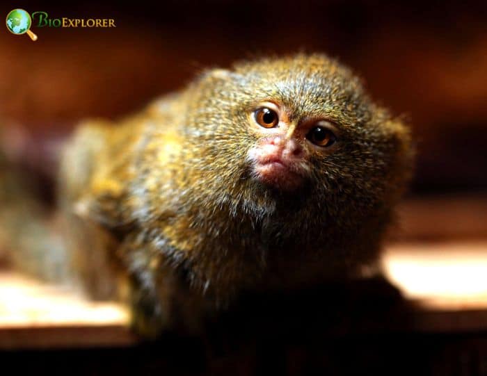 Cebuella Pygmaea Fun Facts Cebuella Pygmaea Fun Facts