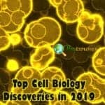 Top 10 Cell Biology Discoveries in 2019 Cell Biology Discoveries in 2019