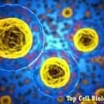 Top 12 Cell Biology News in 2017 Top Cell Biology News In 2017