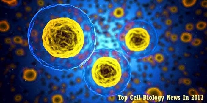 Top Cell Biology News In 2017 Top Cell Biology News In 2017