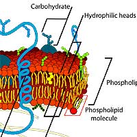 cell membrane cell membrane