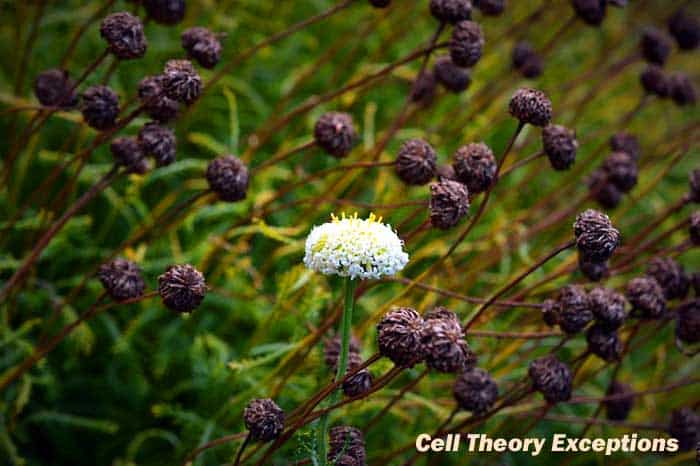 Cell Theory Exceptions Cell Theory Exceptions