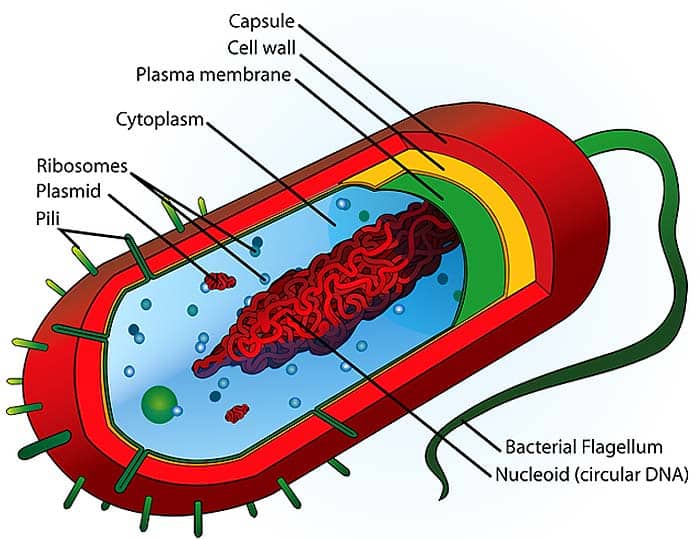 Cell Theory (parts of an animal cell) Cell Theory (parts of an animal cell)
