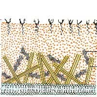 cell wall cell wall